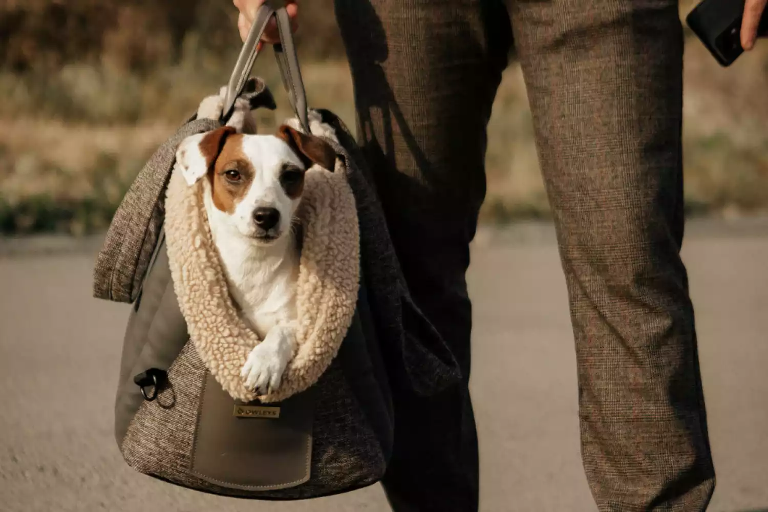 Mercedes-Benz C-Class Dog Carrier Car Seat for Norwich Terrier