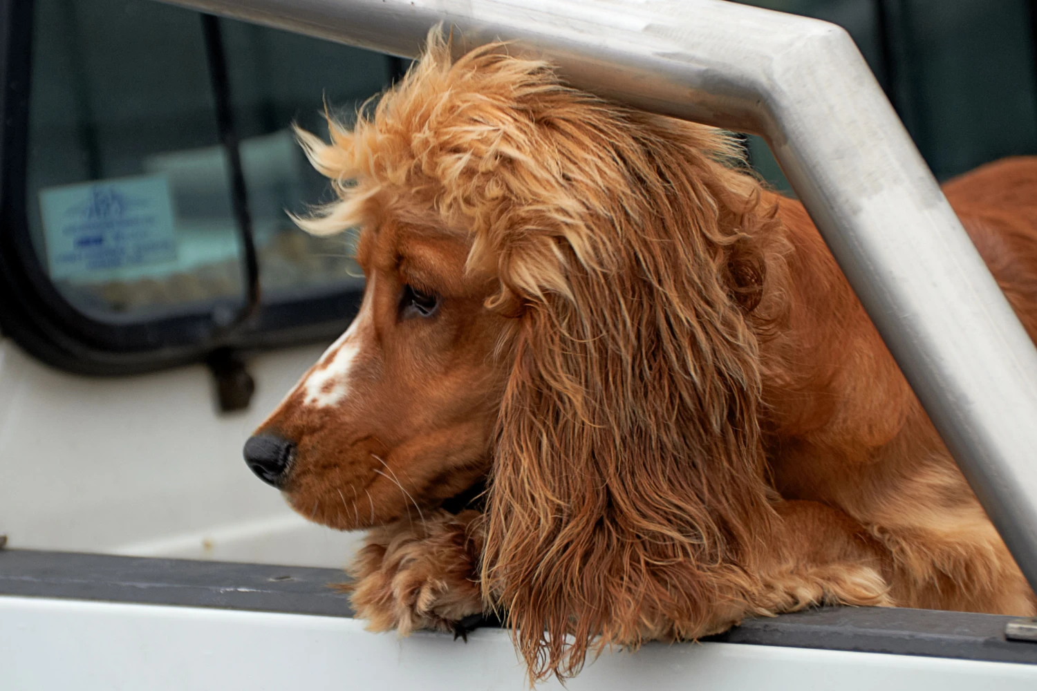 Dodge Challenger Dog Car Seat for Sussex Spaniels