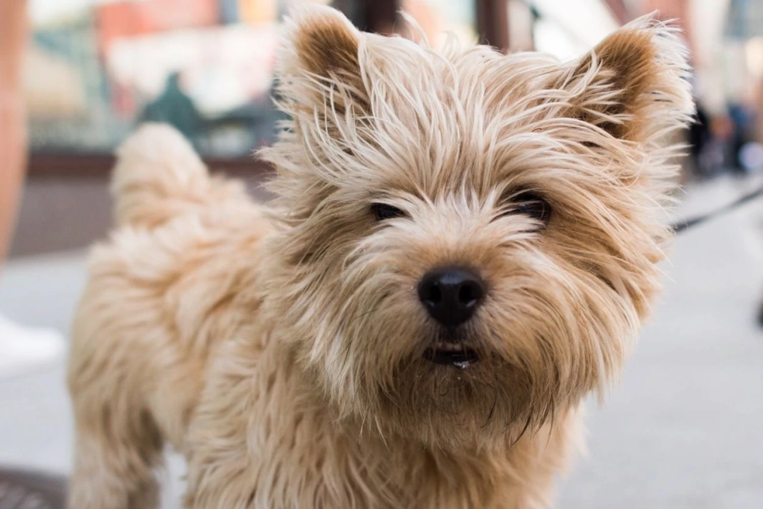 Mercedes-Benz C-Class Dog Carrier Car Seat for Norwich Terrier